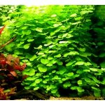 Hydrocotyle leucocephala – Zboží Dáma