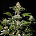 Kannabia Seeds Sunset Sherbet Go Fast semena neobsahují THC 1 ks – Zboží Mobilmania