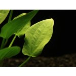 Echinodorus macrophyllus - Šípatkovec velkolistý – Zboží Mobilmania