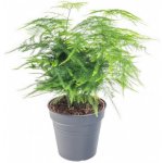 Kapradina chřestová, Asparagus setaceus, vysoká do 30 cm – Zboží Dáma