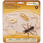 Safari Ltd. Životní cyklus Mravenec – Zboží Mobilmania