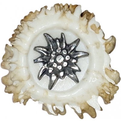 Protěž malá parohové bolo růže – Zboží Dáma