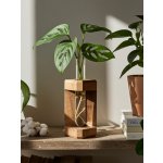 BotaneryLab ABSTRACT zařízení pro zakořenění ořech - nepravidelný tvar WoodenBotanery – Hledejceny.cz