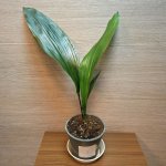 Aspidistra Elatior "S" č3 – Zboží Dáma