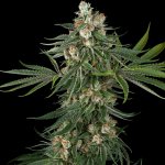 White Label Fallout OG semena neobsahují THC 3 ks – Zboží Dáma