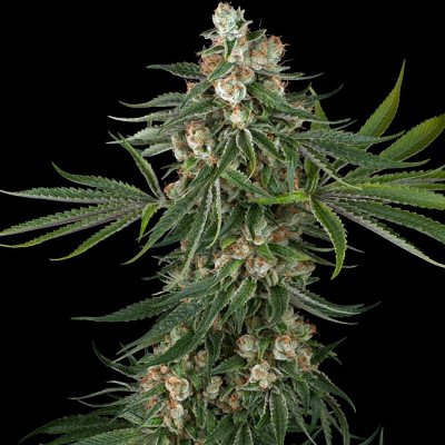 White Label Fallout OG semena neobsahují THC 3 ks – Zboží Dáma