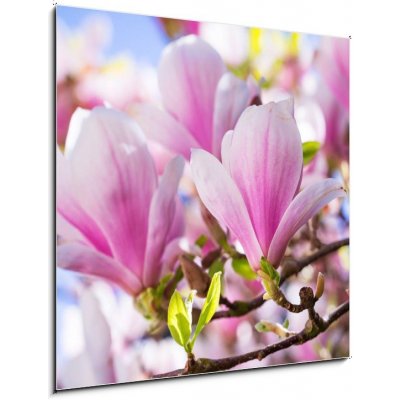 Obraz 1D - 50 x 50 cm - Beautiful blossoming magnolia tree in the spring time Krásný kvetoucí magnolia v jarním období – Zboží Mobilmania