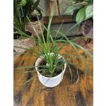 Nolina Recurvata Beaucarnea – Hledejceny.cz