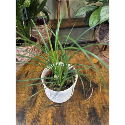 Nolina Recurvata Beaucarnea – Hledejceny.cz