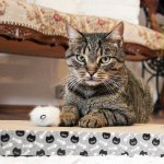 Akinu kartonové škrabadlo 28 x 38 x 4 cm – Zboží Dáma