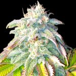 B-S-B Genetics Bruce Banner #3 semena neobsahují THC 5 ks – Hledejceny.cz