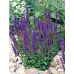 Šalvěj hajní 'Blue' 1 ks – Sleviste.cz