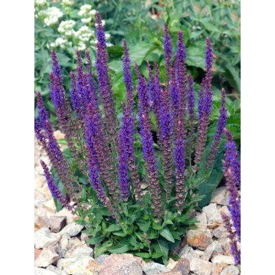 Šalvěj hajní 'Blue' 1 ks – Sleviste.cz