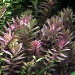 Rotala rotundifolia - Kolovka okrouhlolistá – Hledejceny.cz