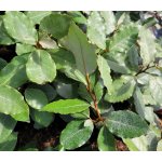 Elaeagnus ebbingei Prodejní velikost: 030/050, Velikost hrnku: 15 l – Hledejceny.cz