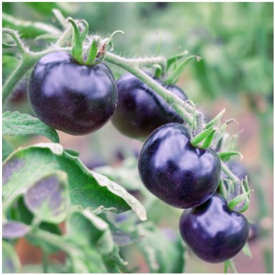 Rajče Indigo Rose - Solanum lycopersicum - semena - 7 ks – Hledejceny.cz