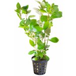 Ludwigia brevipes – Sleviste.cz