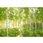 Komar 8-519 Sunday Fototapeta Břízy National Geographic rozměry 368x254 cm – Zboží Dáma