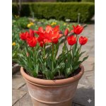 'Tulipán Linifolia' 5 ks – Zboží Dáma