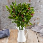 Alstromerie svazek, 10 ks – Zboží Mobilmania