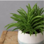 Peperomia Happy Bean – Hledejceny.cz