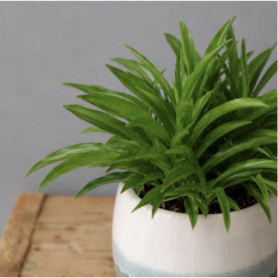 Peperomia Happy Bean – Hledejceny.cz