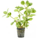 Hygrophila difformis emer. – Zboží Mobilmania