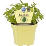Thajská bazalka BIO květináč 12cm – Sleviste.cz