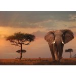 Ravensburger Nature Edice Sloni v národním parku Massai Mara 1000 dílků – Sleviste.cz