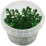 Ammania sp. Bonsai – Sleviste.cz