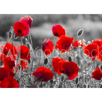 WEBLUX 158374540 Fototapeta plátno red poppies červené vlčí máky černé a bílé rozměry 160 x 116 cm – Zbozi.Blesk.cz