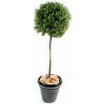 Umělý keř Zimostráz - Buxus na kmínku, 110cm – Sleviste.cz