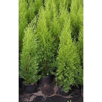 Zerav západní / Thuja occidentalis ´Smaragd´