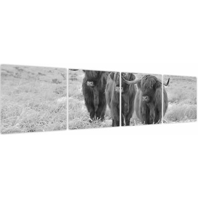 Obraz - Skotské krávy, černobílá, Čtyřdílný 160x40 cm – Hledejceny.cz