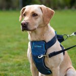 TCOA Postroj do auta CarSafe Dog Car – Zboží Mobilmania