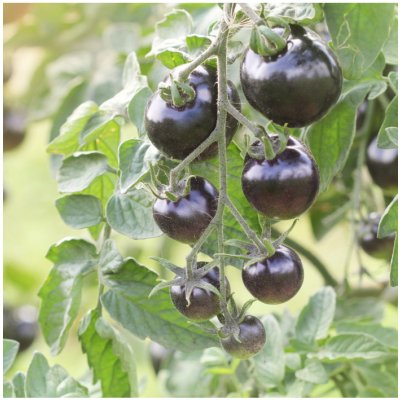 BIO Rajče Indigo Rose - Solanum lycopersicum - prodej bio semen - 7 ks – Hledejceny.cz