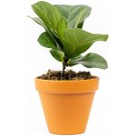 Gardners Ficus lyrata, průměr 11 cm Fíkovník lyrovitý – Zboží Mobilmania