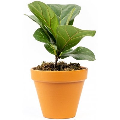 Gardners Ficus lyrata, průměr 11 cm Fíkovník lyrovitý – Zboží Mobilmania