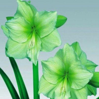 Hvězdník Limona - Hippeastrum - cibule hvězdníku - 1 ks – Zboží Dáma