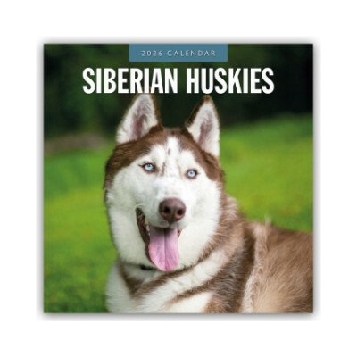 Siberian Huskies Sibirischer Husky Sibirische Huskys 16-Monats 2026 – Zboží Mobilmania