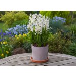 Sadbový set hyacint Produkty: Hyacint 'Multiflora white' – Hledejceny.cz
