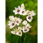 Duhovnice 'Spotlight' 10 ks – Zboží Mobilmania