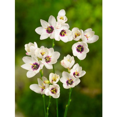 Duhovnice 'Spotlight' 10 ks – Zboží Mobilmania