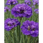 Kosatec sibiřský 'Concord Crush' 1 ks – Sleviste.cz