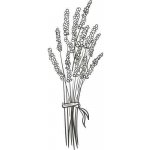 Alteya Levandulový olej 100% Bio 50 ml – Hledejceny.cz