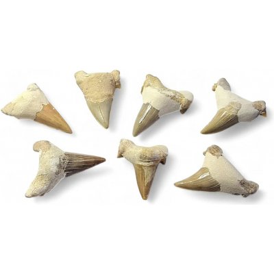 Zub žralok vel.3-4cm – Hledejceny.cz