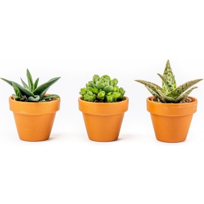 Gardners Set 3 ks rostlin Aloe mix, průměr 6 cm Aloe