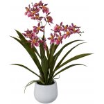 Orchidej Gambia růžová v květináči, 50cm