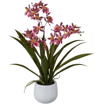 Orchidej Gambia růžová v květináči, 50cm – Zboží Mobilmania