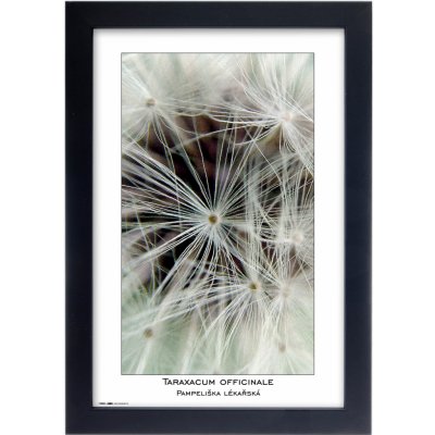 Tradag Rámeček Natura černý 20x30 – Hledejceny.cz